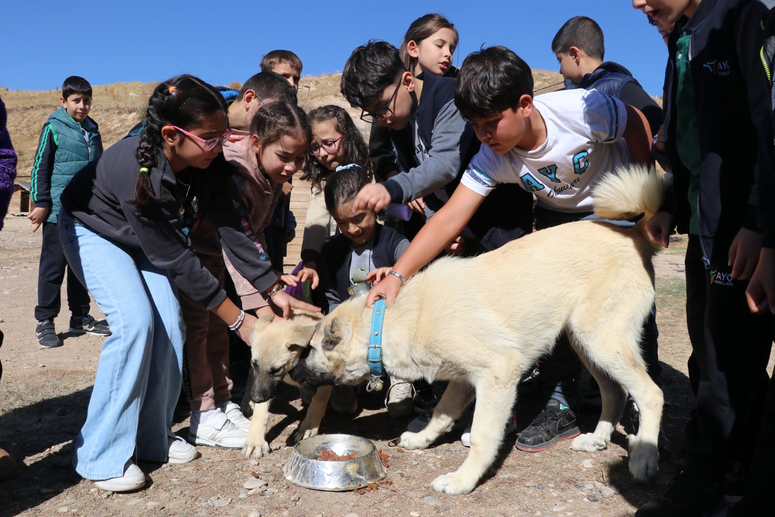 Sivas’ın Gururu Kangal Köpekleri, Öğrencilerin İlgi Odağı Oldu!