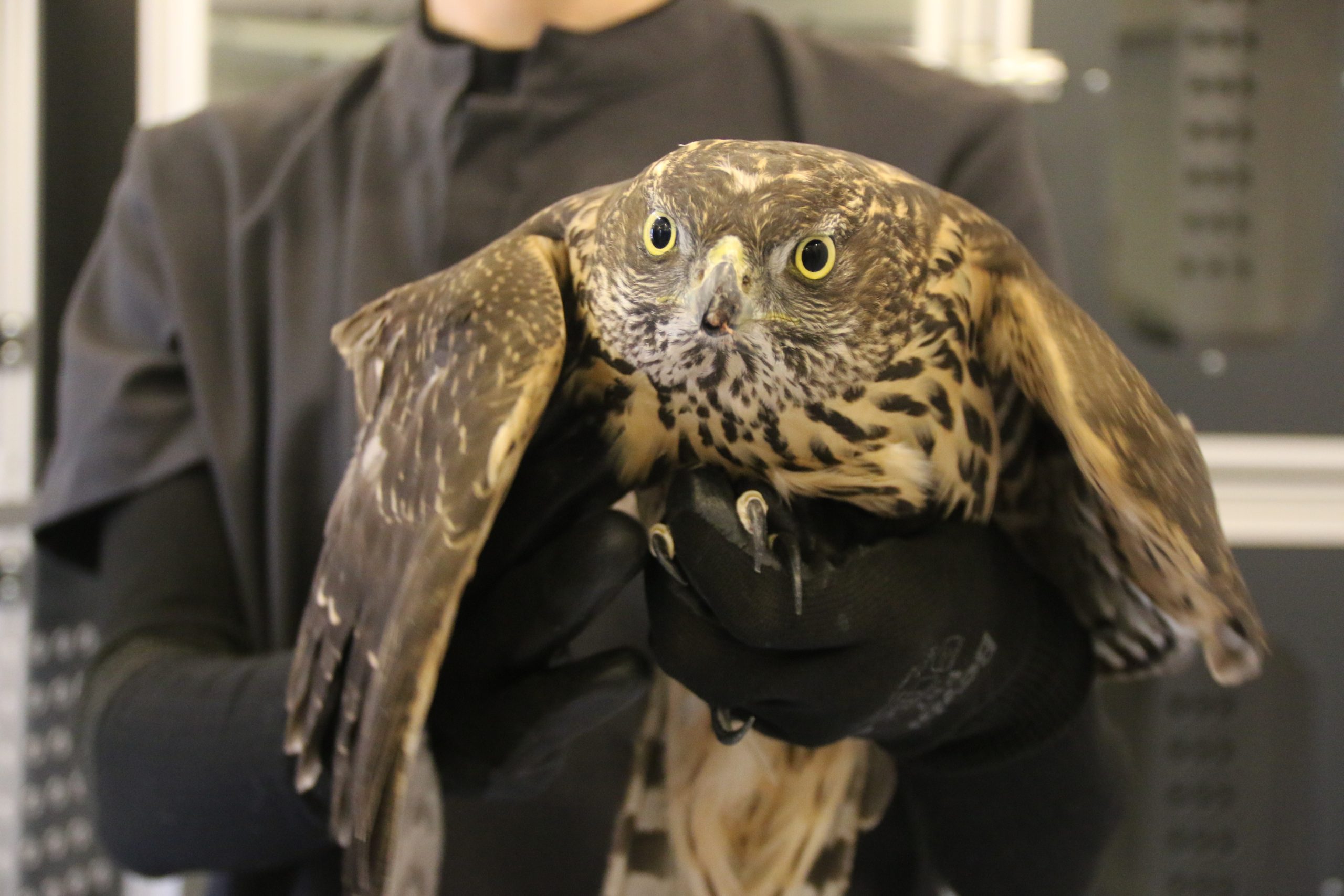 Yabani Hayvan Bulan Vatandaşlara Kritik Uyarı: Dokunmayın, İhbar Edin!
