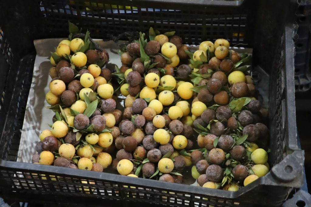 Kışın Gelen Doğal Şifa: Üvez Meyvesi Sivas'ta Tezgahlardaki Yerini Aldı AW559078 06 | Gündem Sivas™ Haber