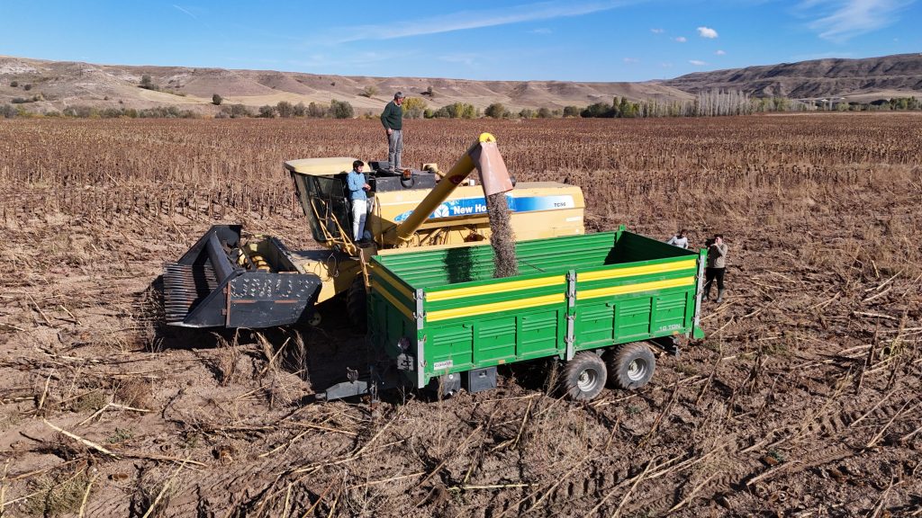 Sivas'ta Ayçiçeği Hasadı Başladı: Çiftçinin Yüzü Yüksek Verimle Güldü AW560556 01 | Gündem Sivas™ Haber
