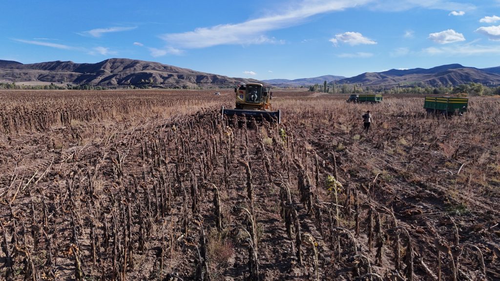 Sivas'ta Ayçiçeği Hasadı Başladı: Çiftçinin Yüzü Yüksek Verimle Güldü AW560556 02 | Gündem Sivas™ Haber
