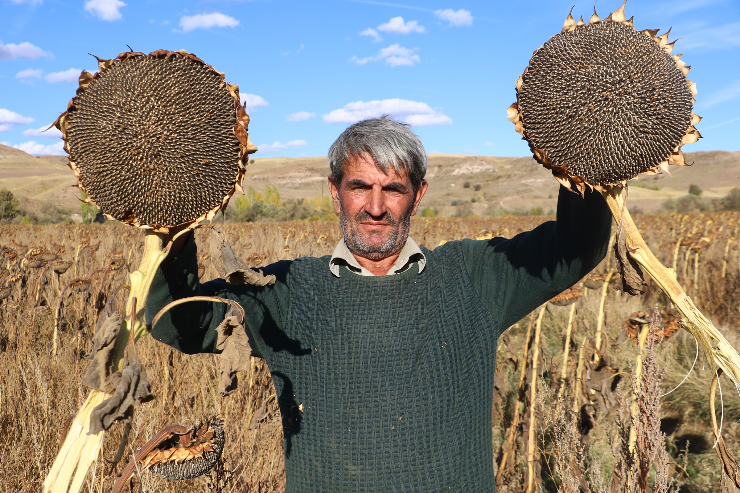 Sivas'ta Ayçiçeği Hasadı Başladı: Çiftçinin Yüzü Yüksek Verimle Güldü
