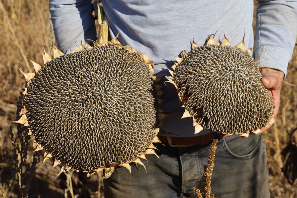 Sivas'ta Ayçiçeği Hasadı Başladı: Çiftçinin Yüzü Yüksek Verimle Güldü AW560556 05 | Gündem Sivas™ Haber