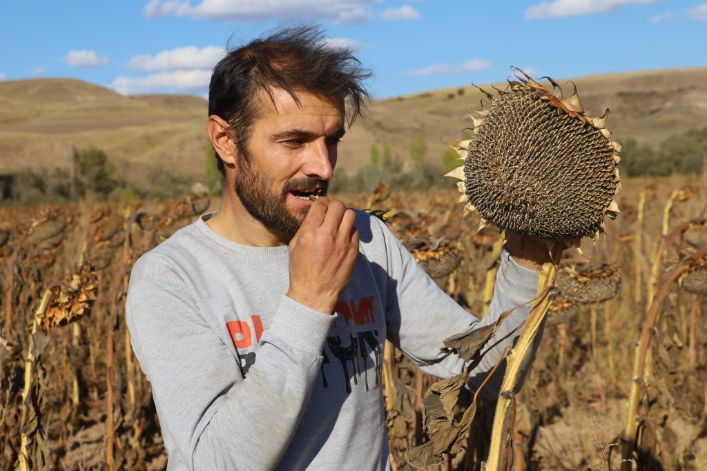 Sivas'ta Ayçiçeği Hasadı Başladı: Çiftçinin Yüzü Yüksek Verimle Güldü AW560556 08 | Gündem Sivas™ Haber