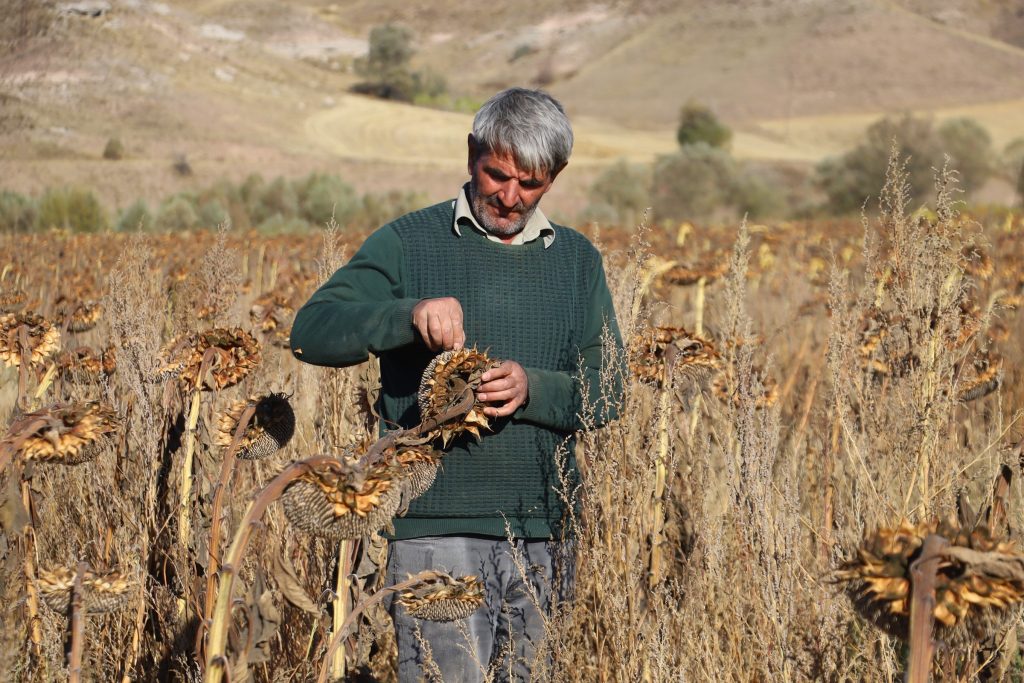 Sivas'ta Ayçiçeği Hasadı Başladı: Çiftçinin Yüzü Yüksek Verimle Güldü AW560556 09 | Gündem Sivas™ Haber