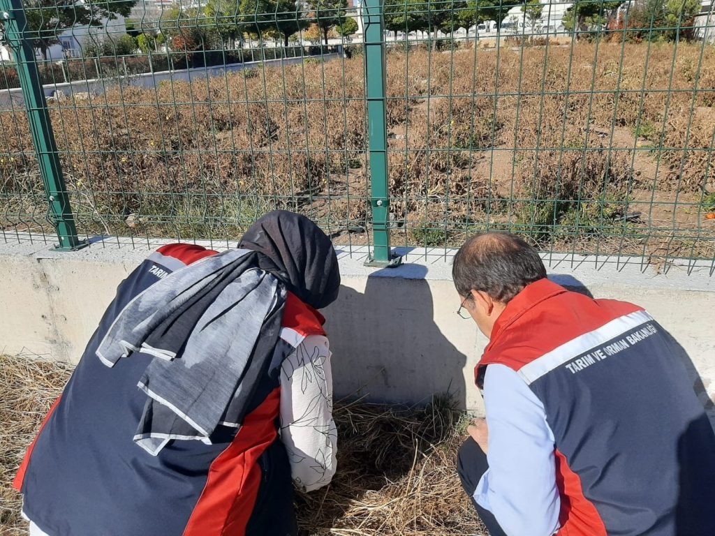 Kahverengi Kokarca Sivas'ta Görüldü: İl Tarım ve Orman Müdürlüğü Harekete Geçti AW563521 02 | Gündem Sivas™ Haber