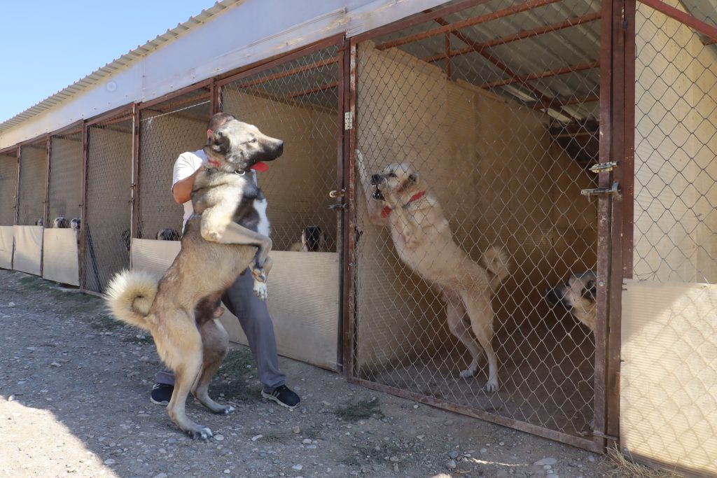 Kangal mı, Kars Çoban Köpeği mi? Uzman İsimden Net Açıklama Geldi! AW563822 01 1 | Gündem Sivas™ Haber