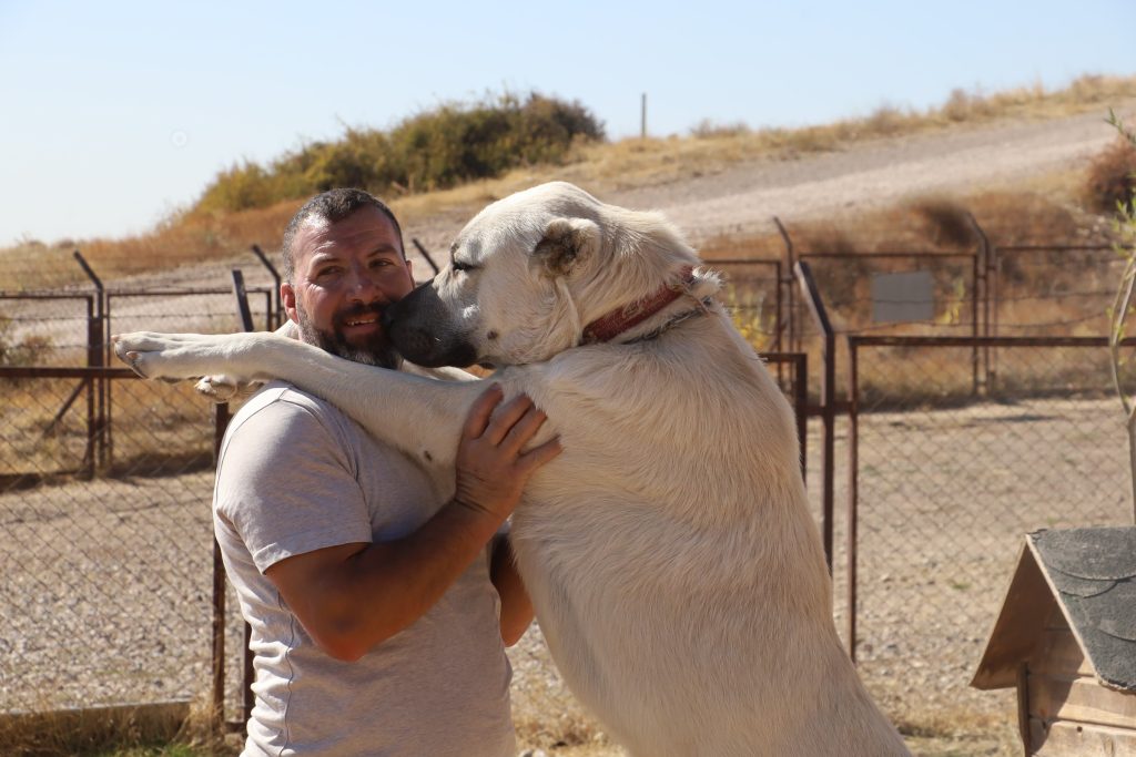 Kangal mı, Kars Çoban Köpeği mi? Uzman İsimden Net Açıklama Geldi! AW563822 02 | Gündem Sivas™ Haber