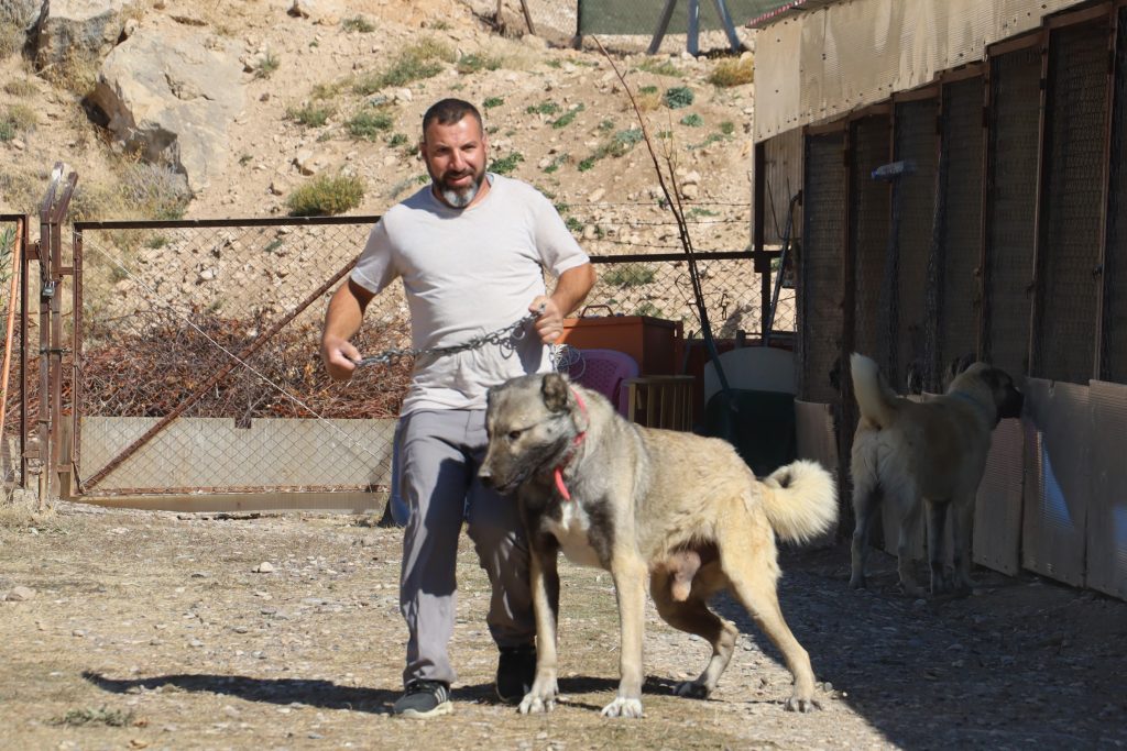 Kangal mı, Kars Çoban Köpeği mi? Uzman İsimden Net Açıklama Geldi! AW563822 04 | Gündem Sivas™ Haber