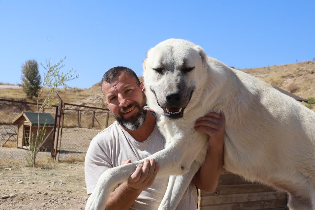 Kangal mı, Kars Çoban Köpeği mi? Uzman İsimden Net Açıklama Geldi! AW563822 07 1 | Gündem Sivas™ Haber