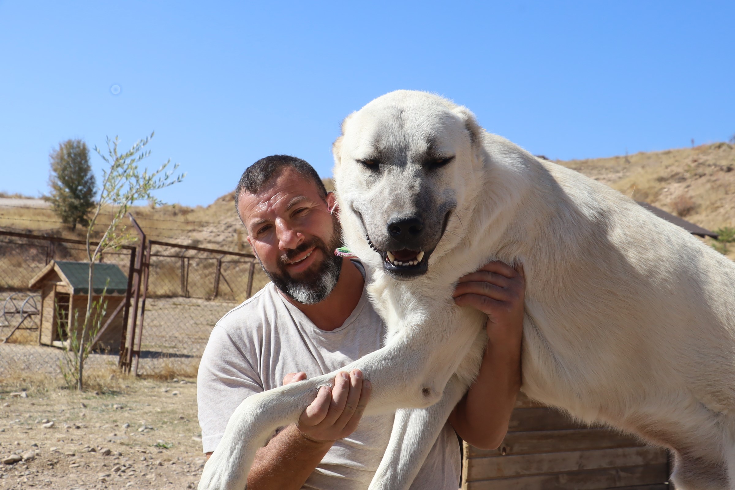 Kangal mı, Kars Çoban Köpeği mi? Uzman İsimden Net Açıklama Geldi!