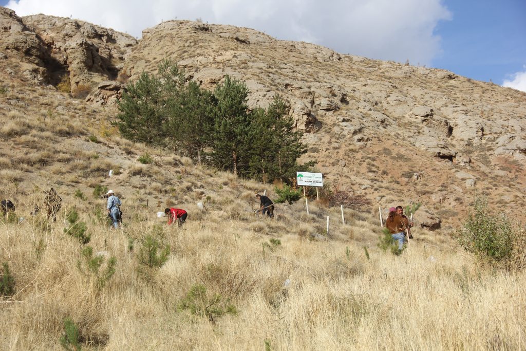 Üniversite Öğrencilerinden Zara'da Rekor Fidan Dikimi: Bir Haftada 30.000 Fidan Toprakla Buluştu AW567303 07 | Gündem Sivas™ Haber