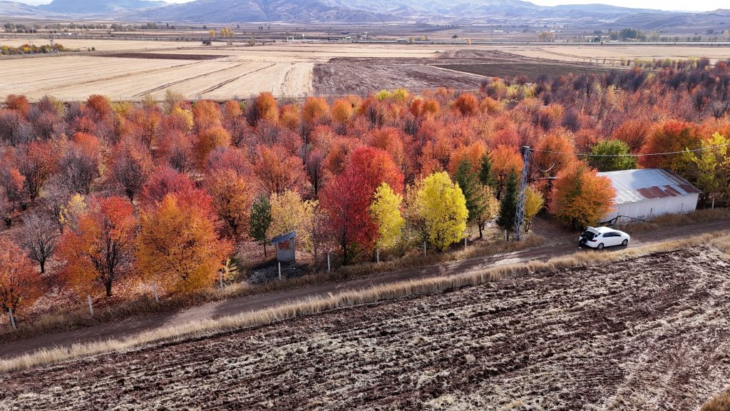 Sivas'ın Sonbahar Harikası: Yağlı Boya Tablosu Güzelliğinde Vişne Bahçesi Sivas’ın Sonbahar Harikası: Yağlı Boya Tablosu Güzelliğinde Vişne Bahçesi