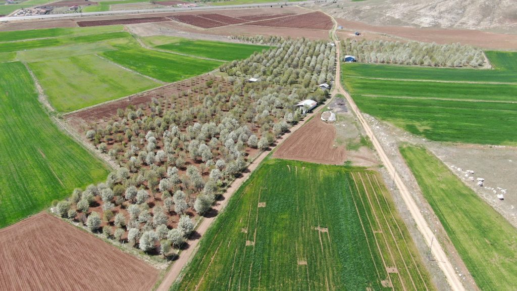 Sivas'ın Sonbahar Harikası: Yağlı Boya Tablosu Güzelliğinde Vişne Bahçesi AW568009 03 | Gündem Sivas™ Haber