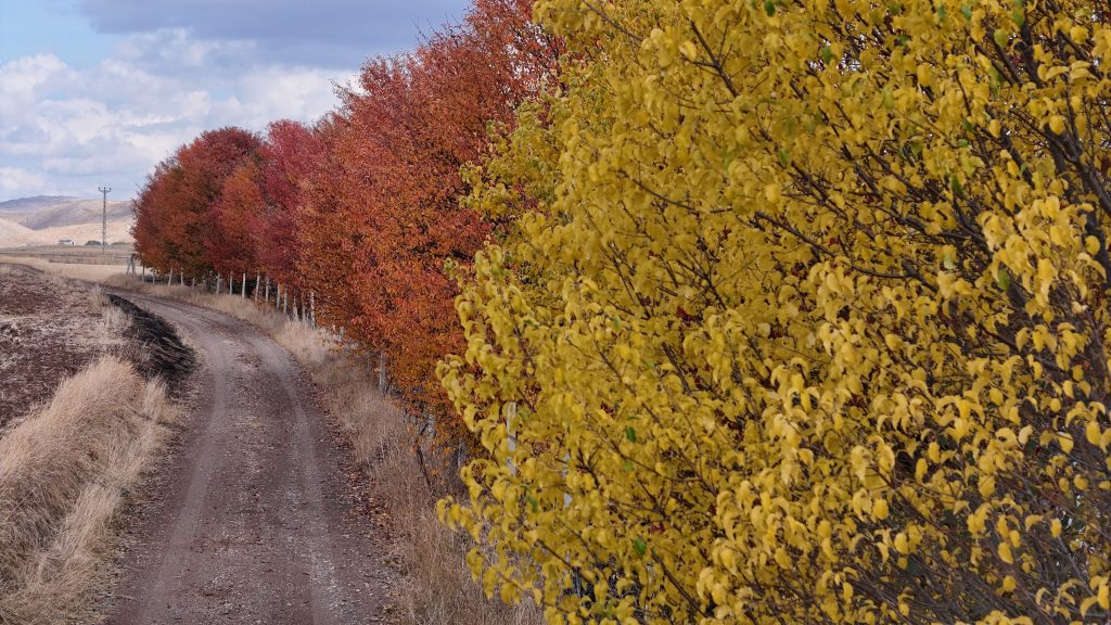 Sivas'ın Sonbahar Harikası: Yağlı Boya Tablosu Güzelliğinde Vişne Bahçesi AW568009 04 | Gündem Sivas™ Haber