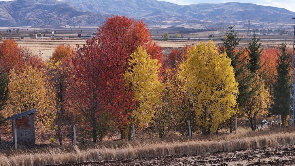 Sivas'ın Sonbahar Harikası: Yağlı Boya Tablosu Güzelliğinde Vişne Bahçesi AW568009 05 | Gündem Sivas™ Haber