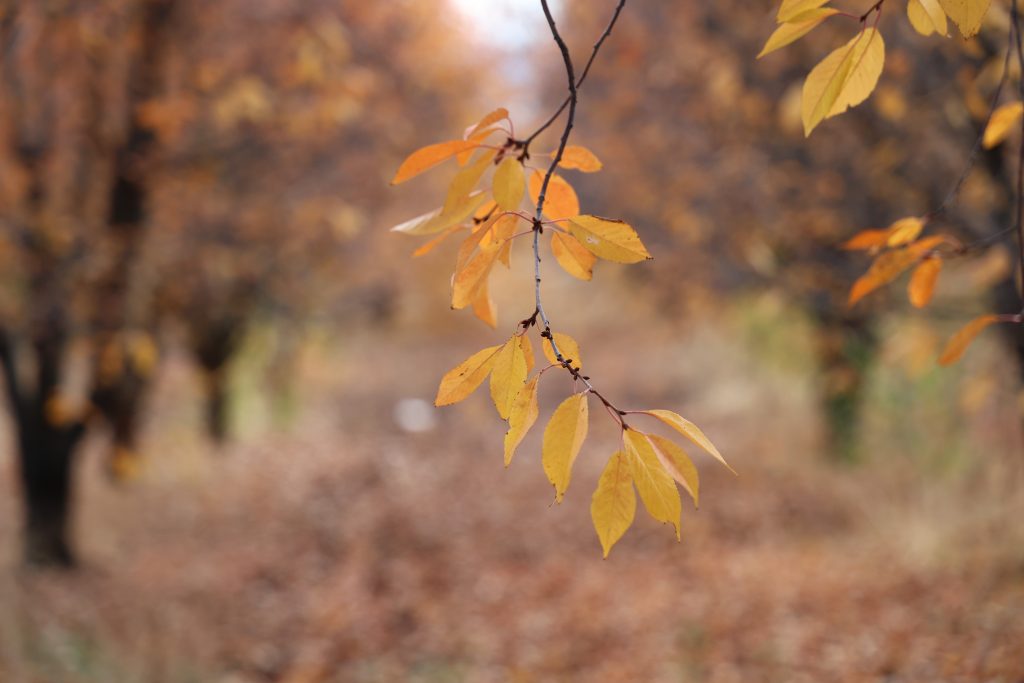 Sivas'ın Sonbahar Harikası: Yağlı Boya Tablosu Güzelliğinde Vişne Bahçesi AW568009 06 | Gündem Sivas™ Haber