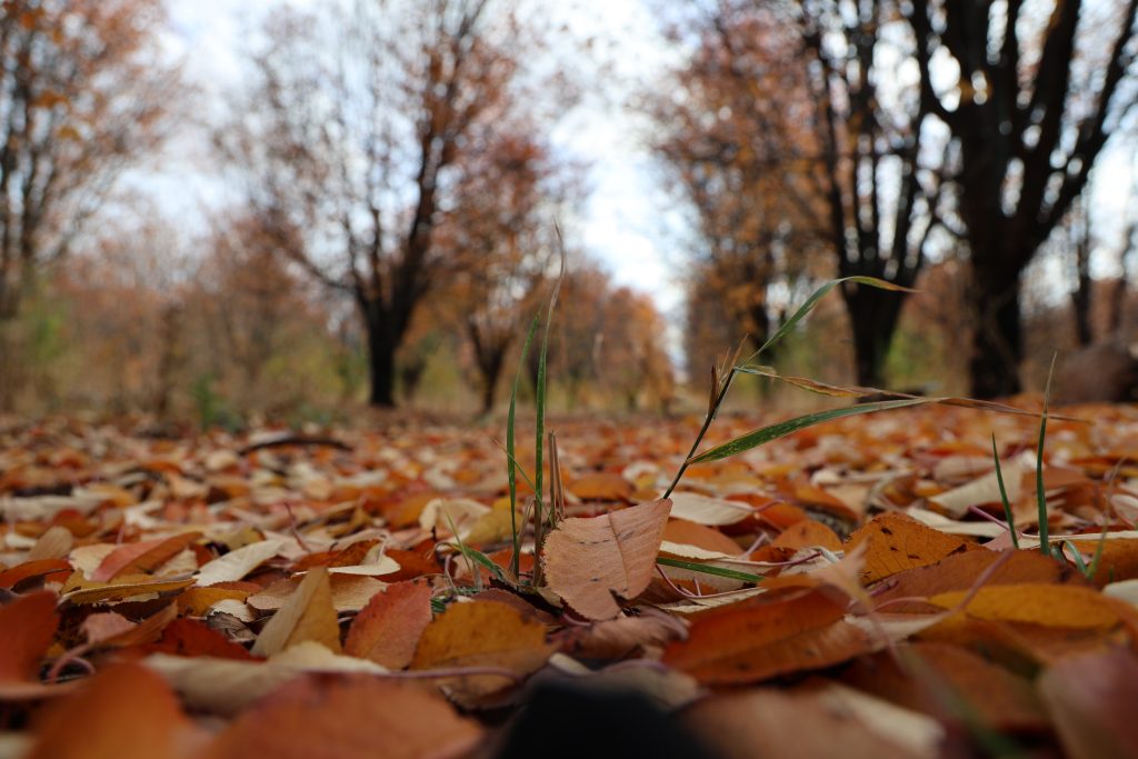 Sivas'ın Sonbahar Harikası: Yağlı Boya Tablosu Güzelliğinde Vişne Bahçesi AW568009 07 | Gündem Sivas™ Haber