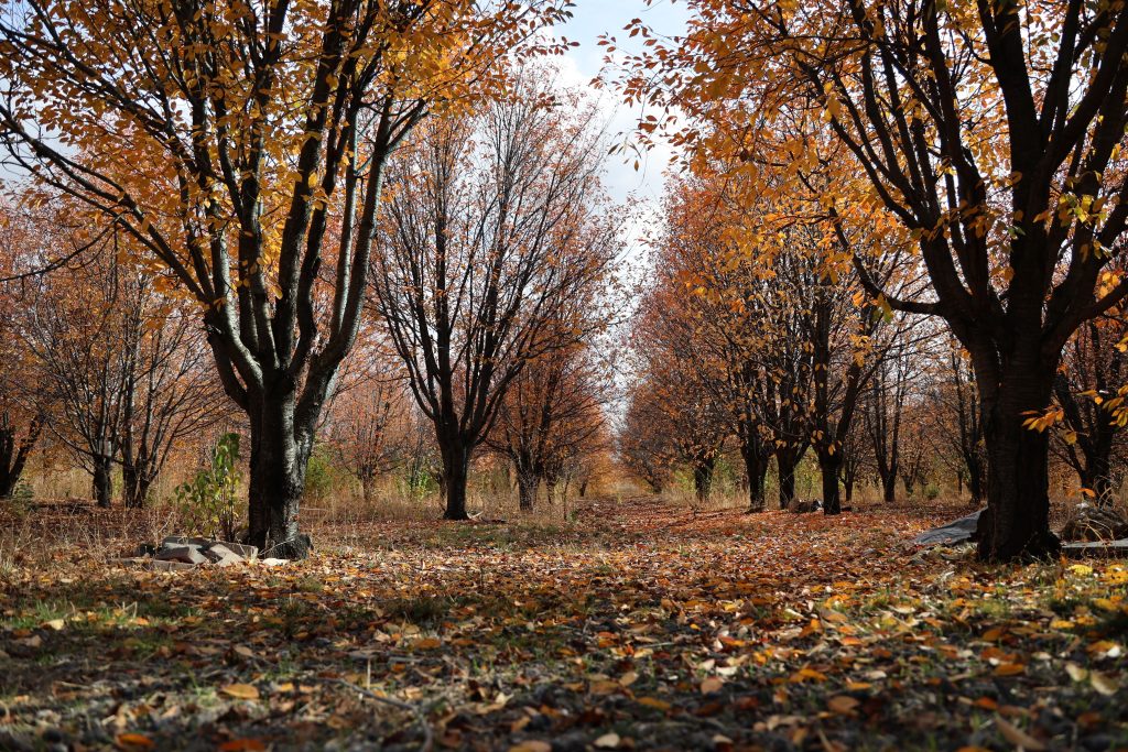 Sivas'ın Sonbahar Harikası: Yağlı Boya Tablosu Güzelliğinde Vişne Bahçesi AW568009 08 | Gündem Sivas™ Haber