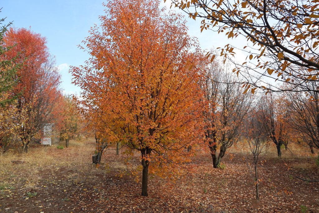 Sivas'ın Sonbahar Harikası: Yağlı Boya Tablosu Güzelliğinde Vişne Bahçesi AW568009 09 | Gündem Sivas™ Haber