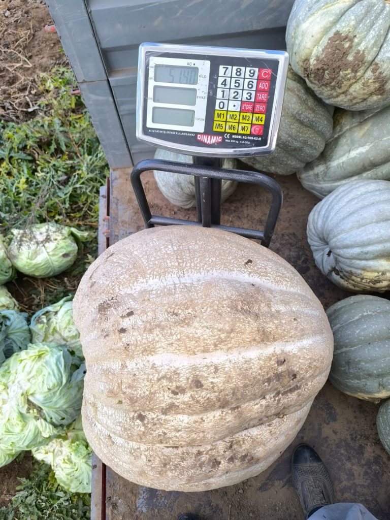 Sivaslı Çiftçiden Rekor: Ata Tohumuyla Yetişen 51 Kilogramlık Dev Bal Kabağı İlgi Odağı Oldu