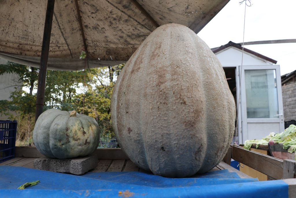 Sivaslı Çiftçiden Rekor: Ata Tohumuyla Yetişen 51 Kilogramlık Dev Bal Kabağı İlgi Odağı Oldu AW568832 07 | Gündem Sivas™ Haber