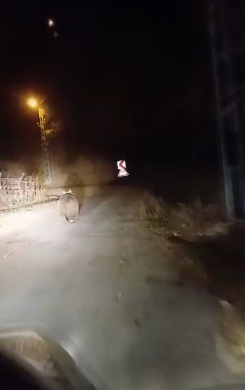 Sivas Suşehri’nde Şaşırtan Anlar: Vatandaşın Yoluna Çıkan Ayı “Koca Oğlan” Seslenişiyle Görüntülendi