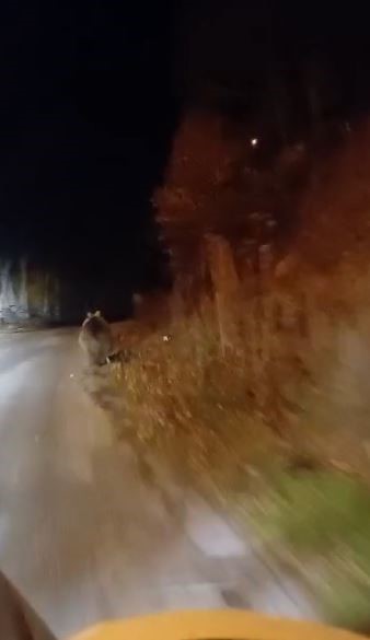 Sivas Suşehri'nde Şaşırtan Anlar: Vatandaşın Yoluna Çıkan Ayı "Koca Oğlan" Seslenişiyle Görüntülendi AW569398 03 | Gündem Sivas™ Haber