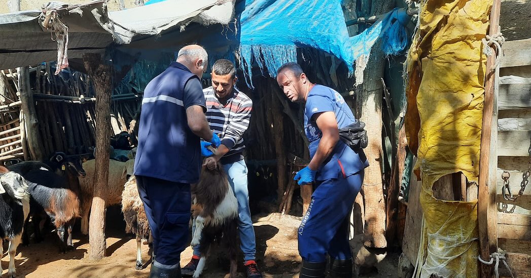 Sivas'ta Küçükbaş Hayvan Sağlığı için Kapsamlı Çalışma