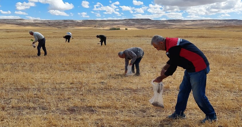 Sivas’ta Patates Üretiminde Verimlilik ve Zararlılarla Mücadele Çalışmaları Başladı