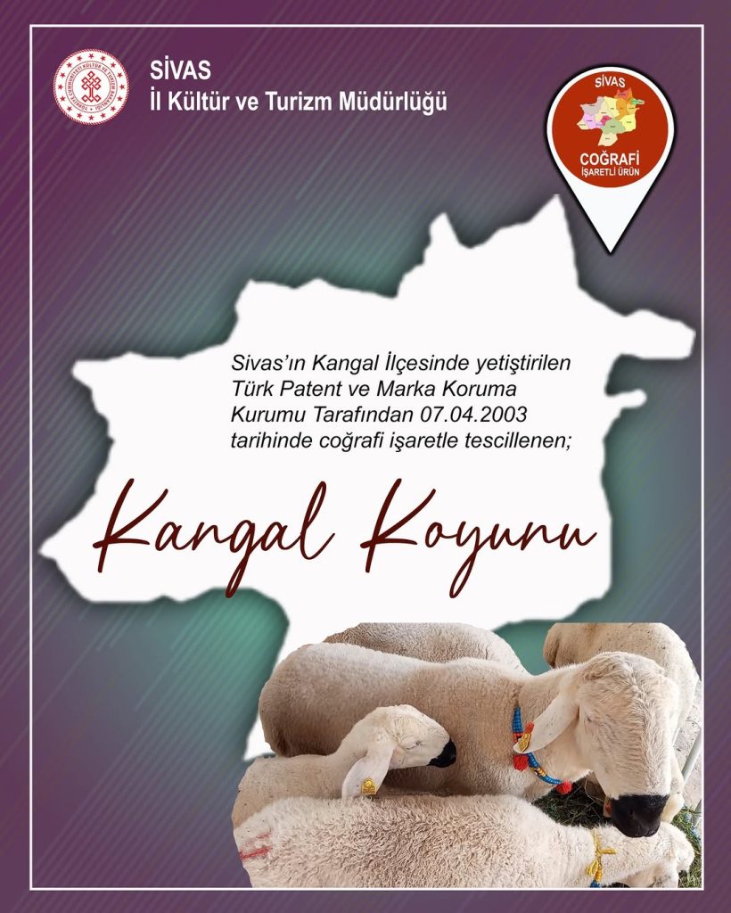 Sivas’ın Gururu Kangal Koyunu: Anadolu’nun Yerli ve Dayanıklı Irkı