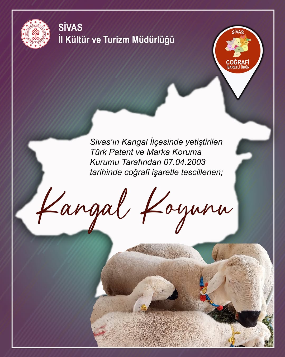 Sivas'ın Gururu Kangal Koyunu: Anadolu'nun Yerli ve Dayanıklı Irkı