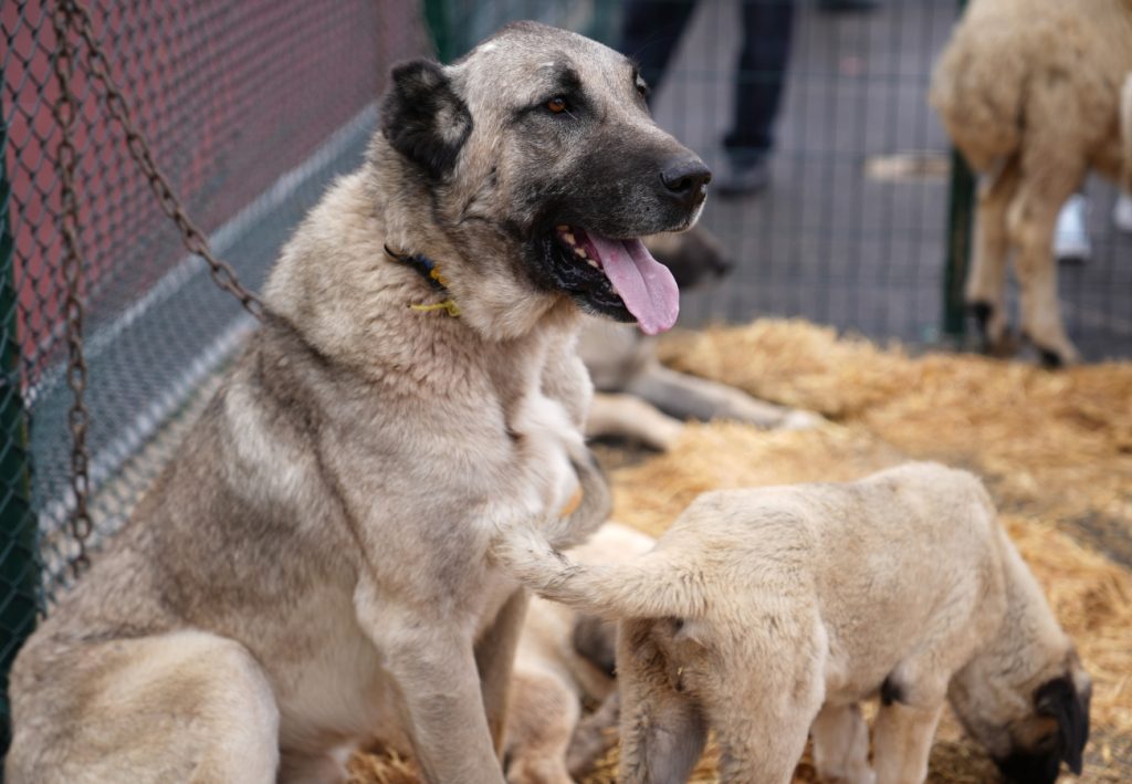 Anadolu'nun Kapısı Ankara'da Açıldı: Keçiören Fatih Stadı'nda Coşkulu Sivas Günleri Başladı! anadoluya acilan kapi sivas gunleri keciorende basladi kecioren.bel .tr 21654 | Gündem Sivas™ Haber