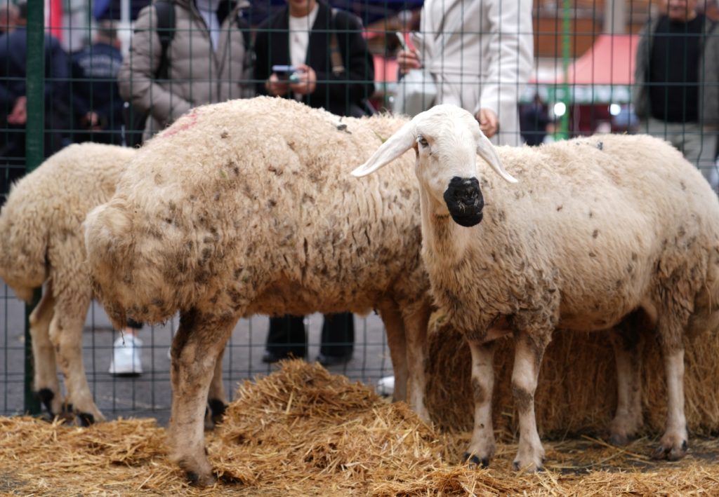 Anadolu'nun Kapısı Ankara'da Açıldı: Keçiören Fatih Stadı'nda Coşkulu Sivas Günleri Başladı! anadoluya acilan kapi sivas gunleri keciorende basladi kecioren.bel .tr 21655 | Gündem Sivas™ Haber