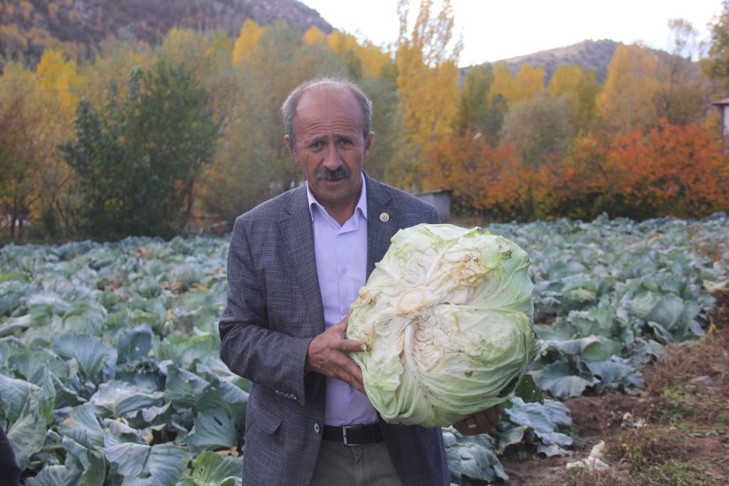 Sivas'tan Geleneksel Lezzet: 30 Yıllık Ata Tohumuyla Dev Lahanalar Hasat Ediliyor! AW570792 02 | Gündem Sivas™ Haber