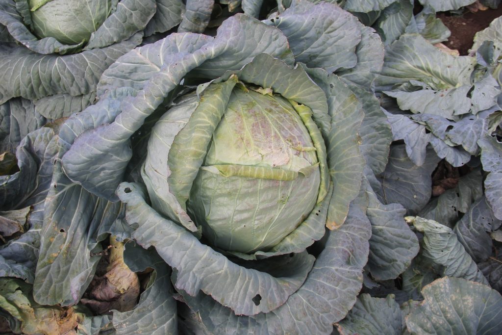 Sivas’tan Geleneksel Lezzet: 30 Yıllık Ata Tohumuyla Dev Lahanalar Hasat Ediliyor!