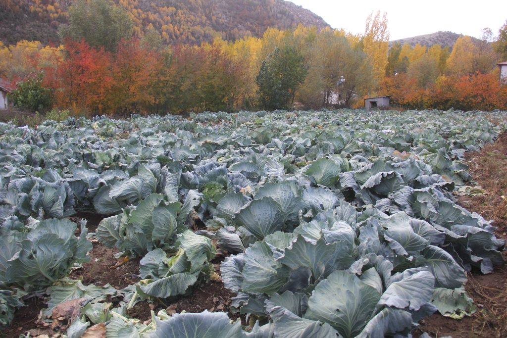 Sivas'tan Geleneksel Lezzet: 30 Yıllık Ata Tohumuyla Dev Lahanalar Hasat Ediliyor! AW570792 05 | Gündem Sivas™ Haber