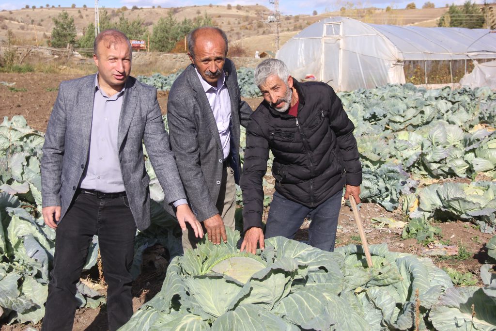 Sivas'tan Geleneksel Lezzet: 30 Yıllık Ata Tohumuyla Dev Lahanalar Hasat Ediliyor! AW570792 08 | Gündem Sivas™ Haber