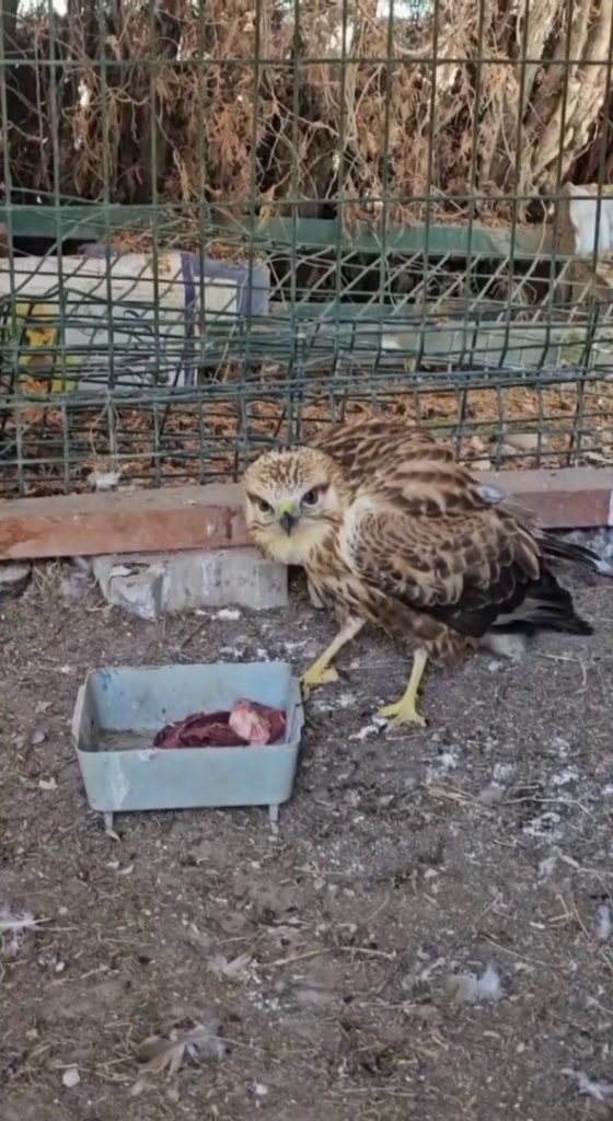 Sivas’ta Kurtarılan Şahin Yeniden Doğada!