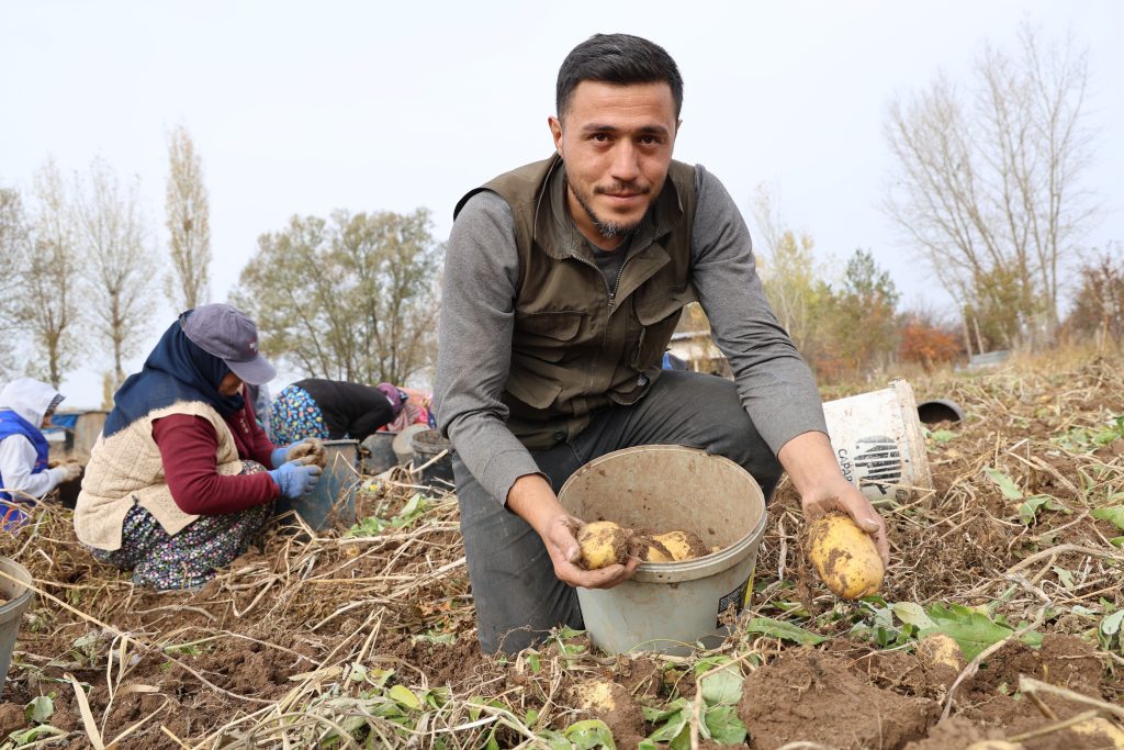 Sivas Patates Hasadı Mesaisi Sürüyor: Türkiye’nin Tohumluk Devi Rekor Peşinde!