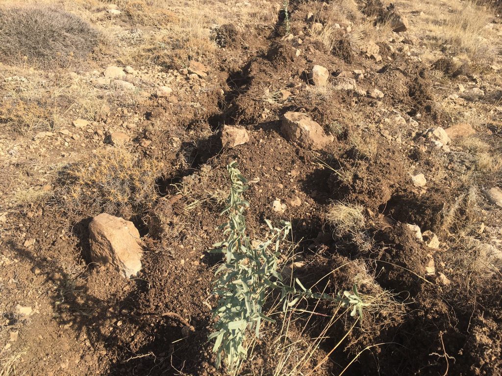 Sivas Meralarına Nefes: Tuz Çalısı Bitkisiyle Sürdürülebilir Hayvancılığa Destek Sivas Meralarına Nefes: Tuz Çalısı Bitkisiyle Sürdürülebilir Hayvancılığa Destek
