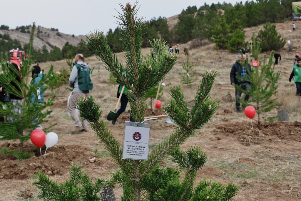 Sivas’ta 90 Bin Fidan Toprakla Buluştu: Millî Ağaçlandırma Günü Coşkusu