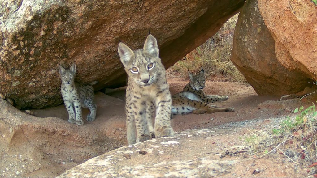 Sivas'ta Nadir Anlar: Anne Vaşak ve İki Yavrusunun Oyunları Fotokapanda! Sivas’ta Nadir Anlar: Anne Vaşak ve İki Yavrusunun Oyunları Fotokapanda!