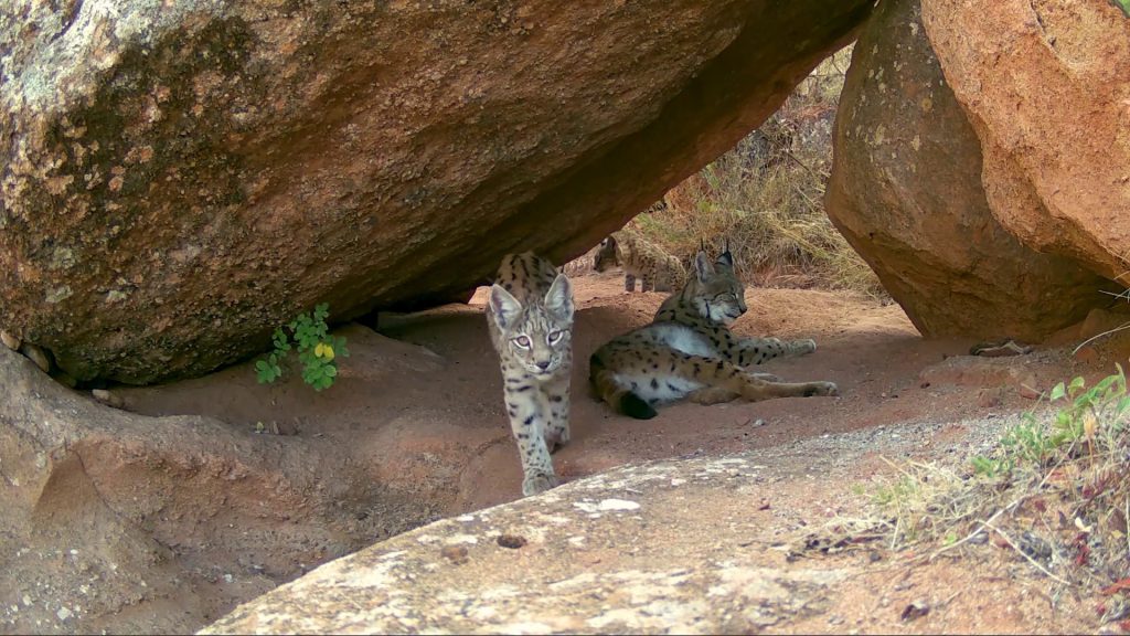 Sivas'ta Nadir Anlar: Anne Vaşak ve İki Yavrusunun Oyunları Fotokapanda! AW580714 03 | Gündem Sivas™ Haber