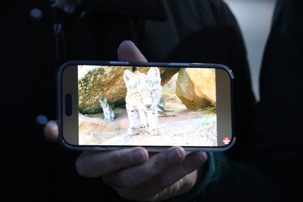 Sivas'ta Nadir Anlar: Anne Vaşak ve İki Yavrusunun Oyunları Fotokapanda! AW580714 05 | Gündem Sivas™ Haber