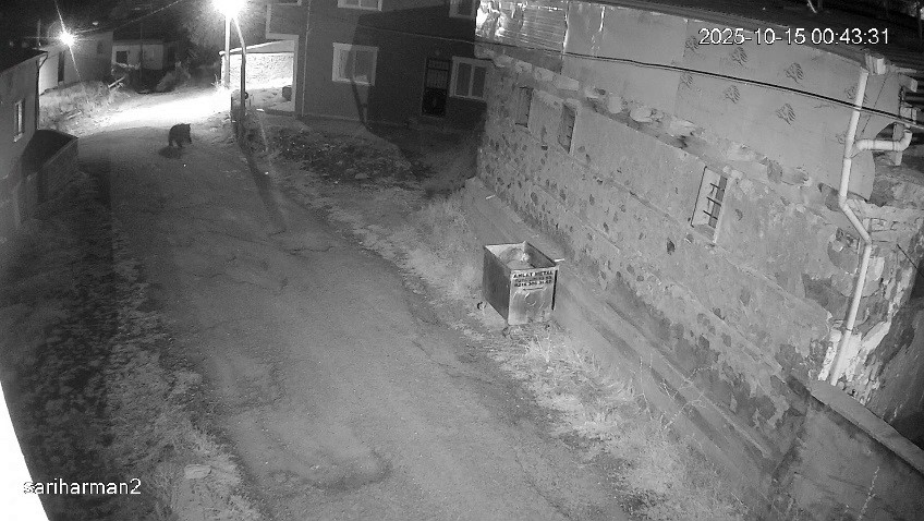 Yiyecek Atıkları Ayıların Kış Uykusunu Engelliyor: Uzman Uyarısı! AW582288 05 | Gündem Sivas™ Haber