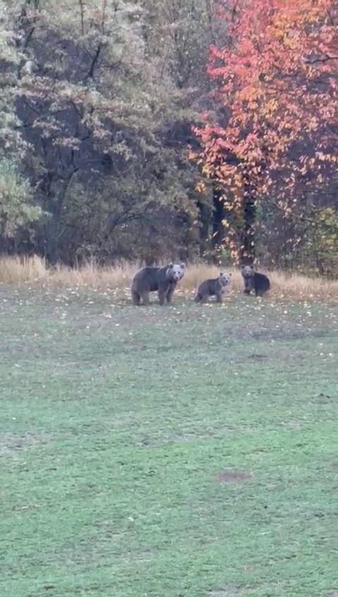 Yiyecek Atıkları Ayıların Kış Uykusunu Engelliyor: Uzman Uyarısı!