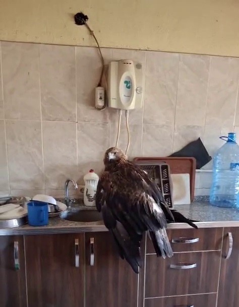 Sivas’ta Esnafın Montla Kurtardığı Yaralı Kartalın İç Isıtan Anları