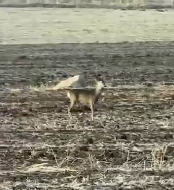 Sivas Bozkırında Nadir Görüntü: Karaca Şaşkınlığı!
