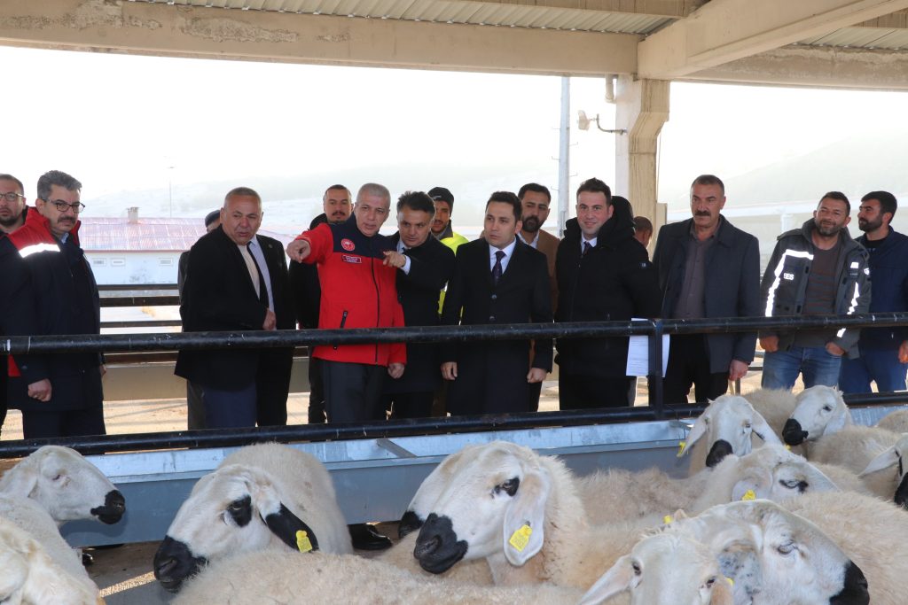 Sivas Yıldızeli’nde Tarıma Büyük Destek: %70 Hibeli Koyun ve Koç Dağıtımı